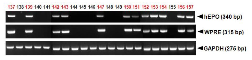 PCR analyses of G0 LNOv42EPOW Ⅳ transgenic chickens.