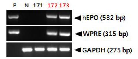 PCR analyses of G0 LNOv42EPOWⅤ transgenic chickens.