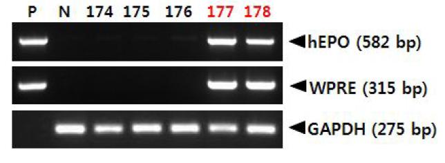 PCR analyses of G0 LNOv42EPOWⅥ transgenic chickens.