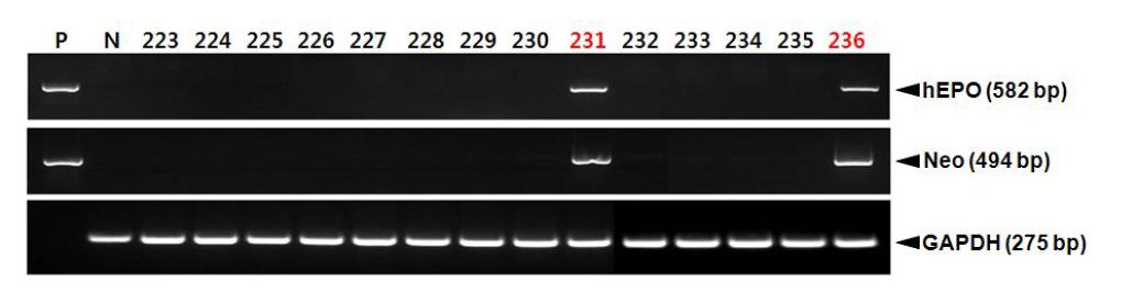 PCR analyses of G0 LNOv42EPOW Ⅶ transgenic chickens