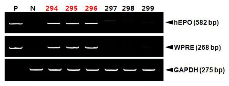 PCR analyses of G0 LNOv42EPOW Ⅷ transgenic chickens.