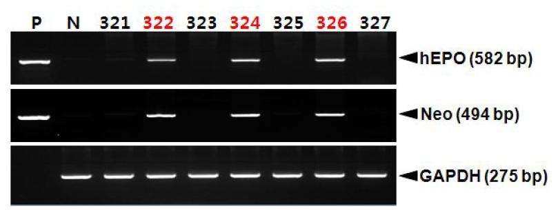 PCR analyses of G0 LNOv42EPOW Ⅸ transgenic chickens.