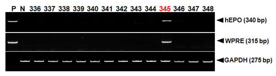 PCR analyses of G0 LNOv42EPOW Ⅹ transgenic chickens.