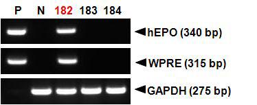 PCR analyses of G0 LNOv36EPOWⅠ transgenic chickens.