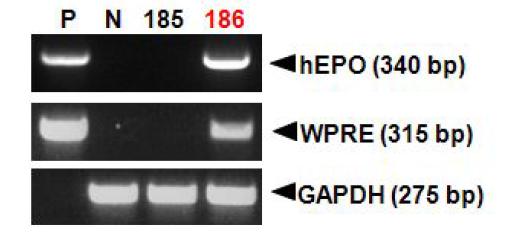 PCR analyses of G0 LNOv36EPOWⅡ transgenic chickens.