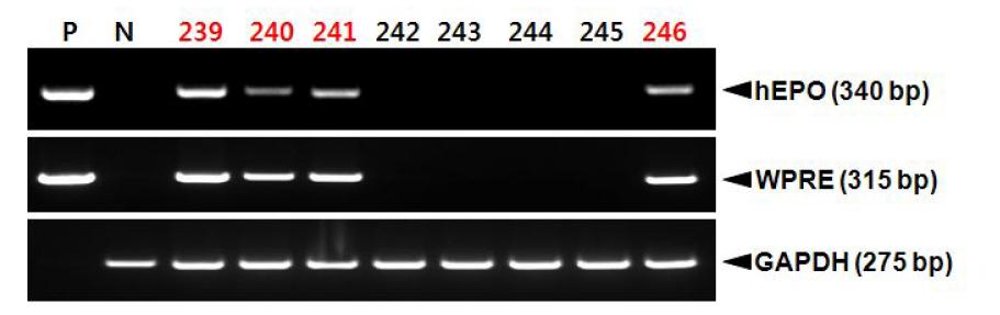 PCR analyses of G0 LNOv36EPOWⅢ transgenic chickens