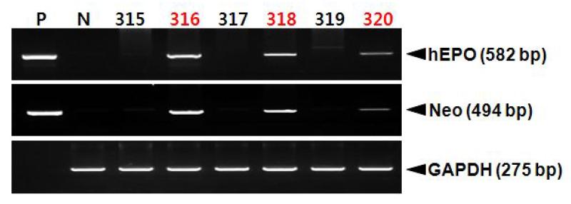 PCR analyses of G0 LNOv36EPOWⅢ transgenic chickens.