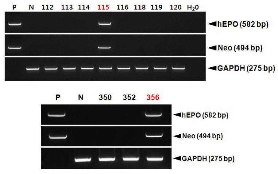 PCR analyses of G0 LNOv32EPOW transgenic chickens in sperm DNA..