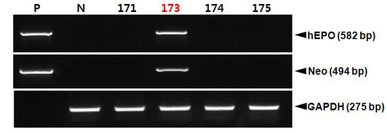 PCR analyses of G0 LNOv42EPOW transgenic chickens in sperm DNA.