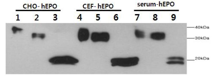 Deglycosylation assays.