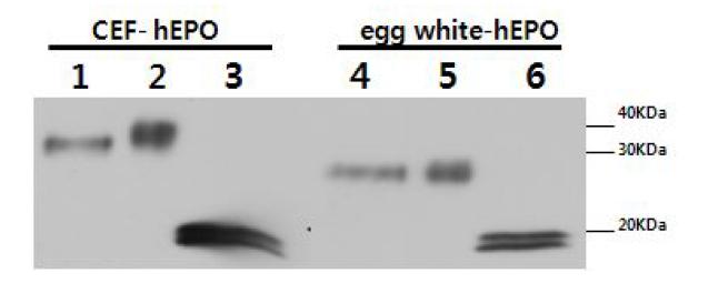 Analysis of sugar moiety of egg white-hEPO produced by chimeric chicken.