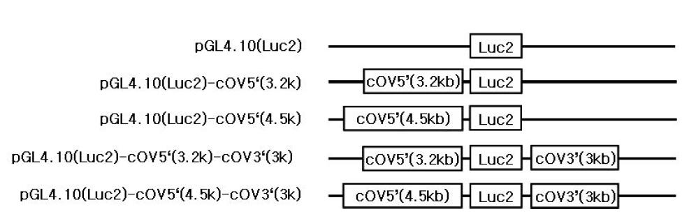cOV promoter-reporter constructs도해