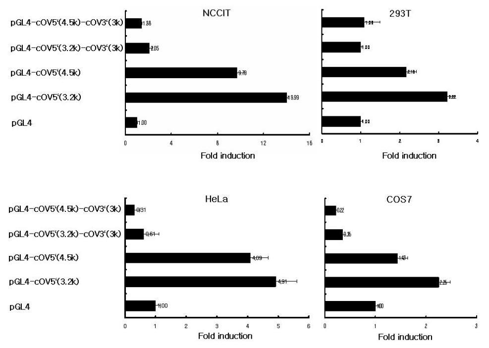 Luciferase reporter system을 이용한 cOV 3.2Kb,4.5Kb 5