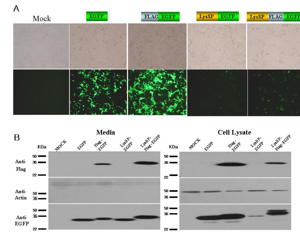 Chicken lysozyme signal peptide (LysSP)의 외래단백질 분비에 미치는 영향