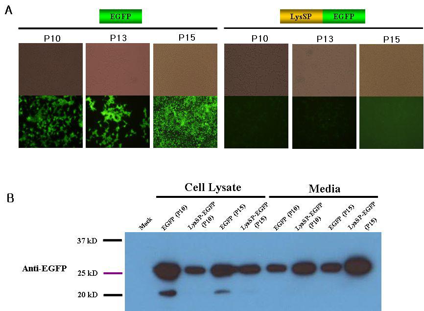 대배양에 따른 LysSP의 외래단백질 분비에 미치는 영향