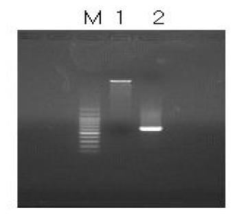 Photogram of pET-15b expression vector (1) and PCR product (2).