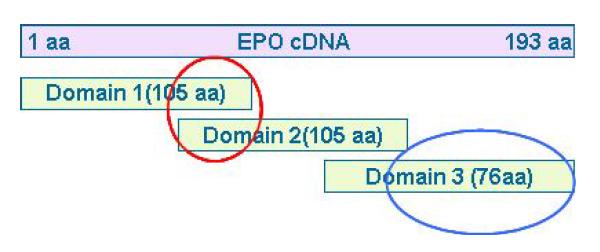 HEPO domain for epitope mapping.