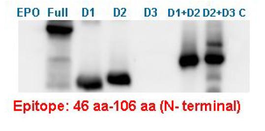 Western bolt of EPO-N-12 antibody for epitope mapping.