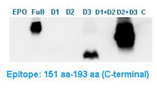 Western bolt of EPO-#6-7 antibody for epitope mapping.