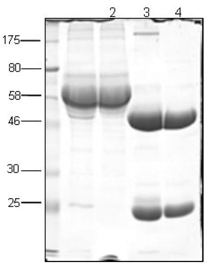 Antibody purification(EPO-N-12).1.hybridoma cell media crude, 2. flow,3.elution,4.ascite elution.