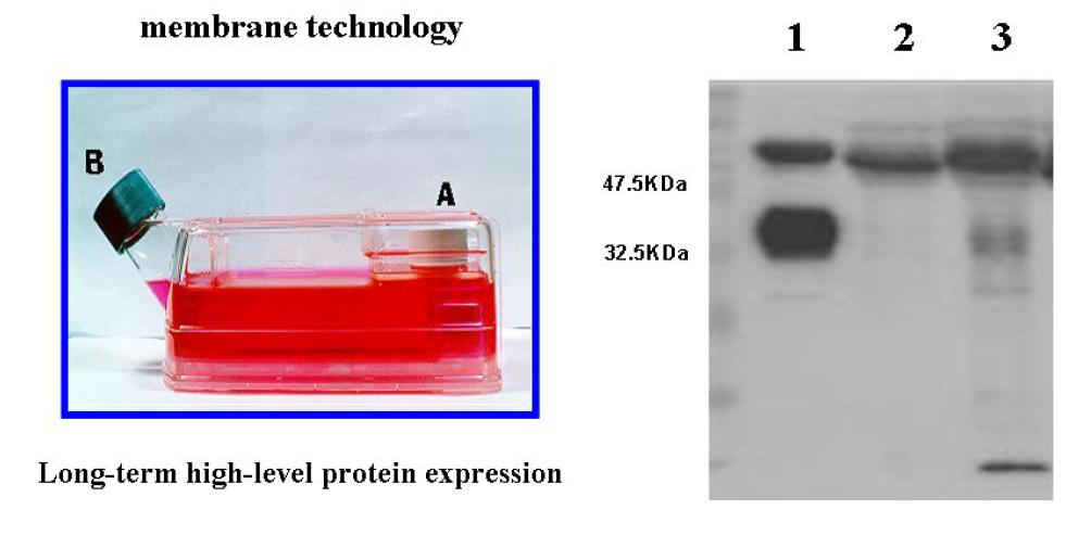 hEPO production using membrane technology and western bolt analysis of hEPO expression.1.St.EPO,2.CHO-EPO(T-75flask),3.CHO-EPO(celline1000flask)