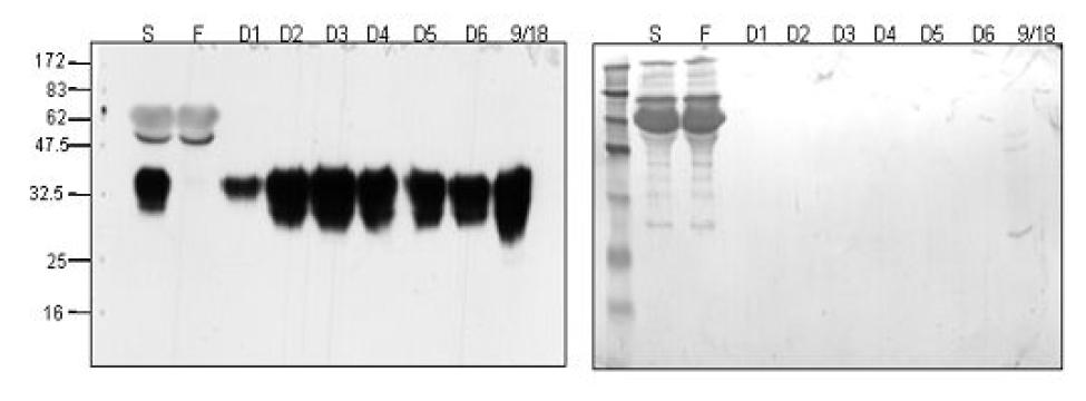 Purification ofCHO-EPO by immunoaffinity chromatograpy .