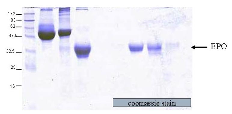 hEPO purification by superdex-200 coulmn.