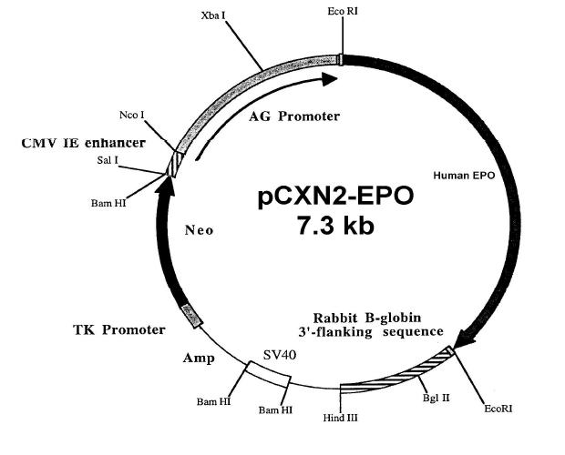 pCXN2-EPO expression vector.