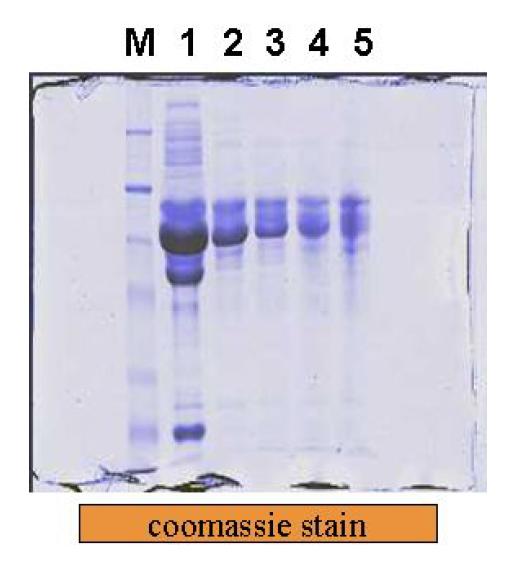 Effect of treated ZnCl2.1.Sample, 2.5mM ZnCl2, 3.10mM ZnCl2, 4.50mM ZnCl2, 5.100mM ZnCl2.