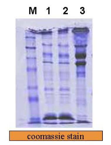 SDS-PAGE of samples by blue-sepharose column chromatography.1.sample, 2.flow-through, 3.concentrated blue-sepharose chromatography sample.