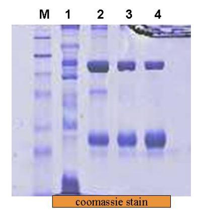 Purification of hEPO by immunoaffinity chromatography. 1.sample, 2-4. concentrated sample of immunoaffinity chromatography.