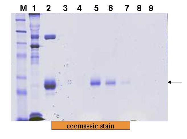 hEPO purification by superdex-200 column. 1. sample, 2.immunoaffinity purification sample, 4-9.superdex-200 filtration faction sample.