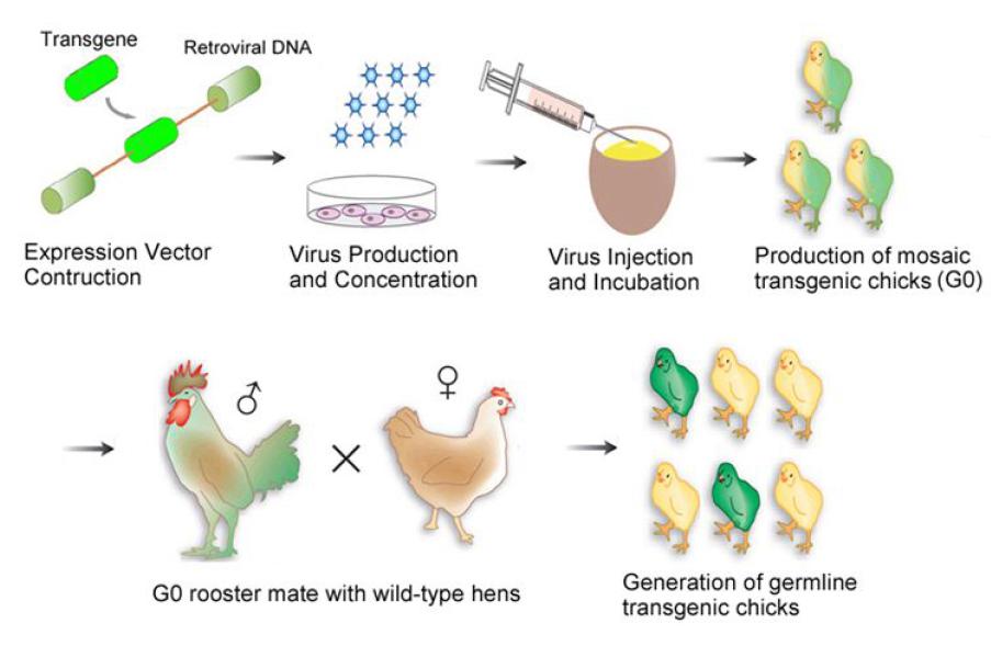 형질전환 닭의 생산 과정에 대한 전체적인 모식도