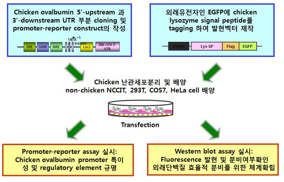 Ovalbuminpromoter의 개발에 관한 실험 체계도