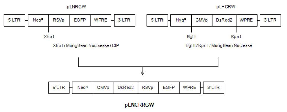 Construction of dual promoter expression retrovirus vectors.