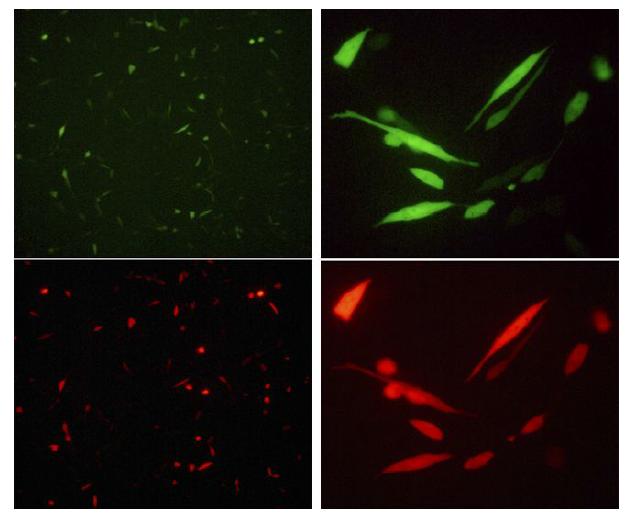 Expression of EGFP and DsRed2 after doxycycline induction for 48hours in GP2 293 cell.