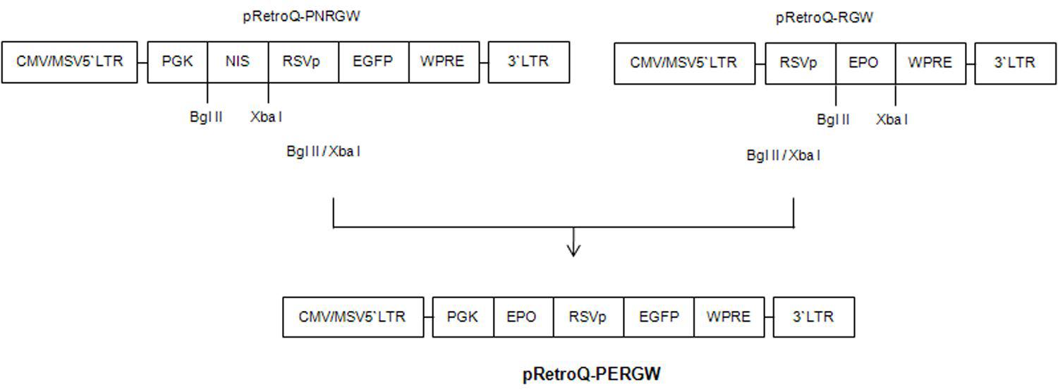 Construction of dual promoter expression retrovirus vectors.