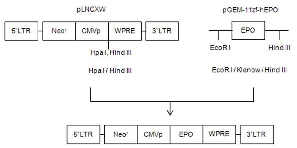 Construction of hEPO expression retrovirus vectors.