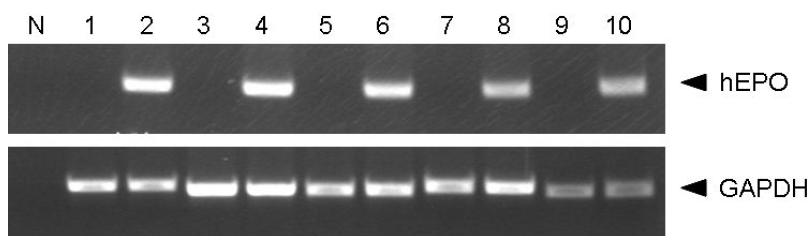 RT-PCR analyses of hEPO gene expression in various target cells.