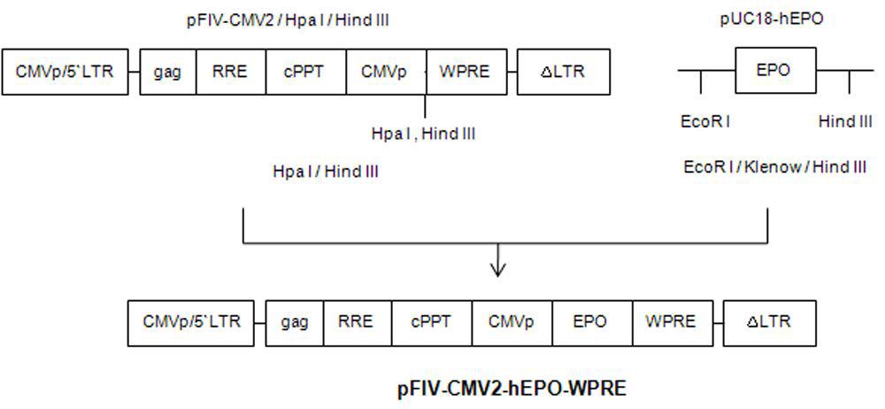 Construction of pFIV-CMV2-hEPO-WPRE vectors.