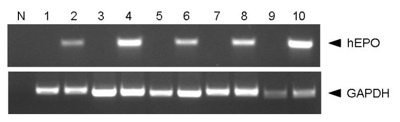 RT-PCR analyses of hEPO gene expression invarious target cells.