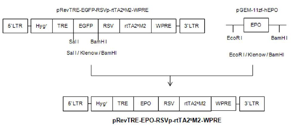 Construction of tetracycline inducible expression retrovirus vectors.