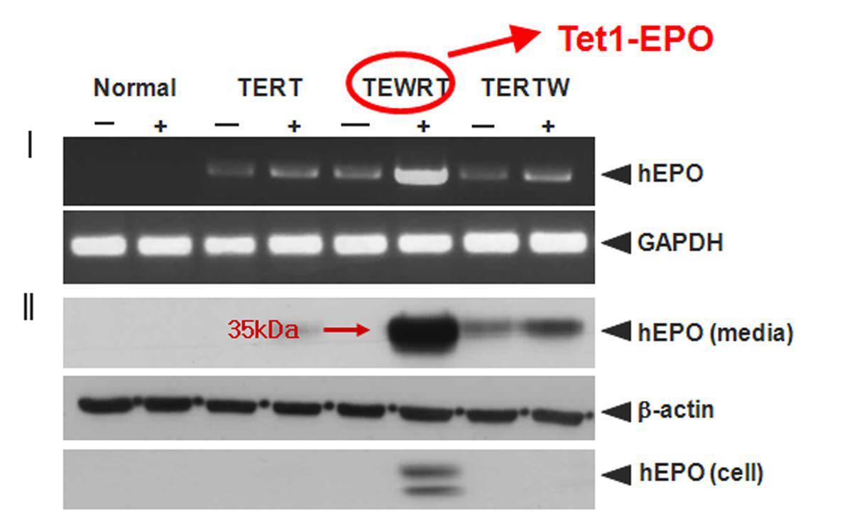 Determination of doxycycline induction of the hEPO genein CEF cells using RT-PCR (Ⅰ)and western blot(Ⅱ) analyse