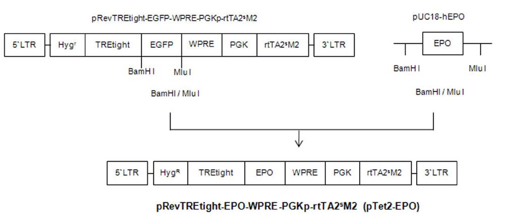 Structure of pRevTREtight-hEPO-WPRE-PGKp-rtTA2SM2