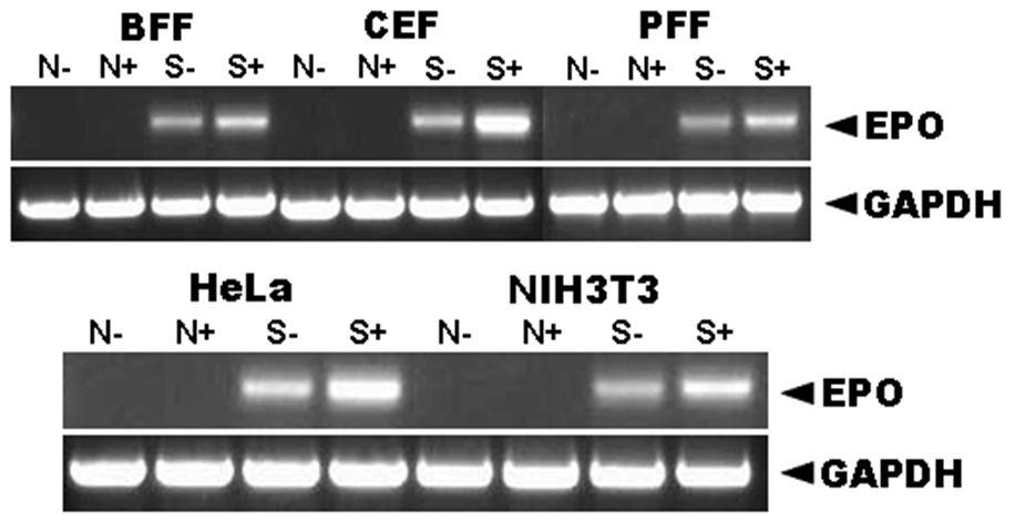 Determination of doxycycline induction of the hEPO gene invarious target cells using RT-PCR analyses.