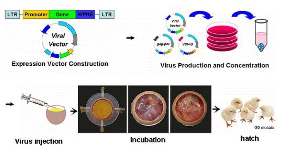 Overall procedures for hEPO transgenic chicken production.