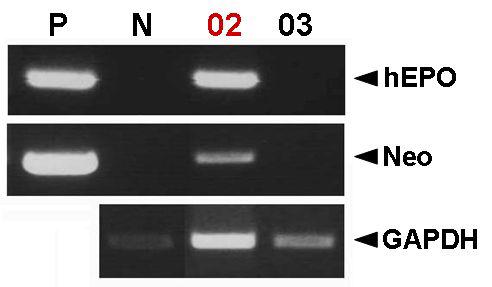 PCR analysis of Go LNCEPOW transgenic chickens