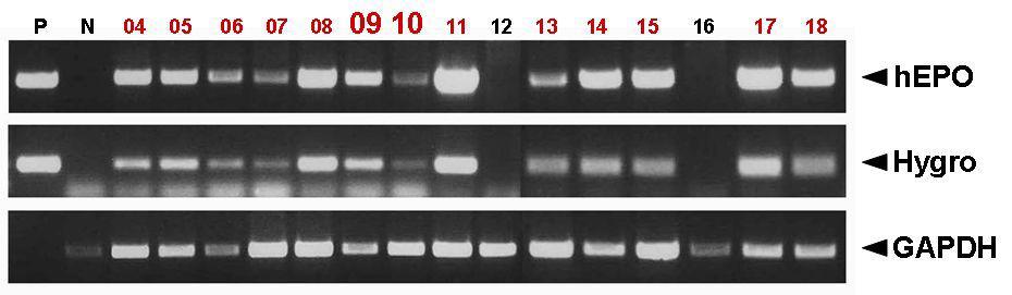 PCR analyses of G0Tet1-EPO transgenic chickens.