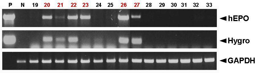 PCR analyses of G0Tet2-EPOⅠ transgenic chickens.