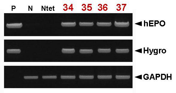 PCR analyses of G0Tet2-EPOⅡ transgenic chickens.